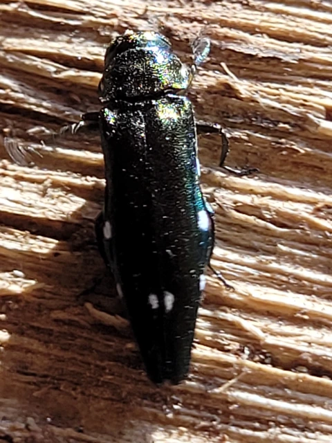 Agrilus biguttatus - kétpettyes karcsúdíszbogár