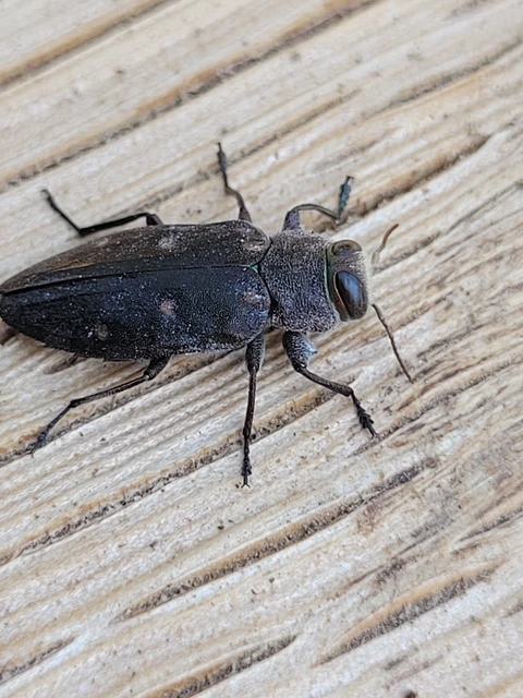 Chrysobothris affinis - aranypettyes díszbogár