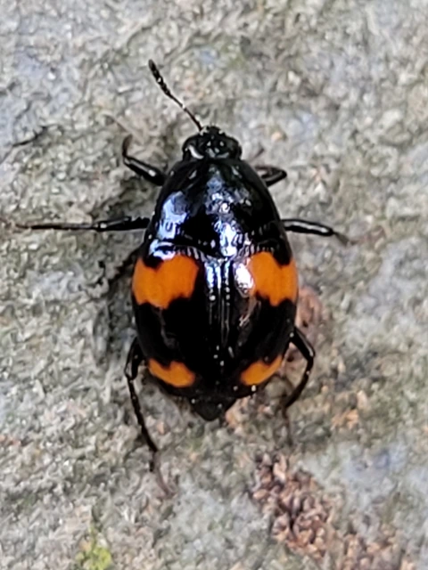 Scaphidium quadrimaculatum - négyfoltos sajkabogár
