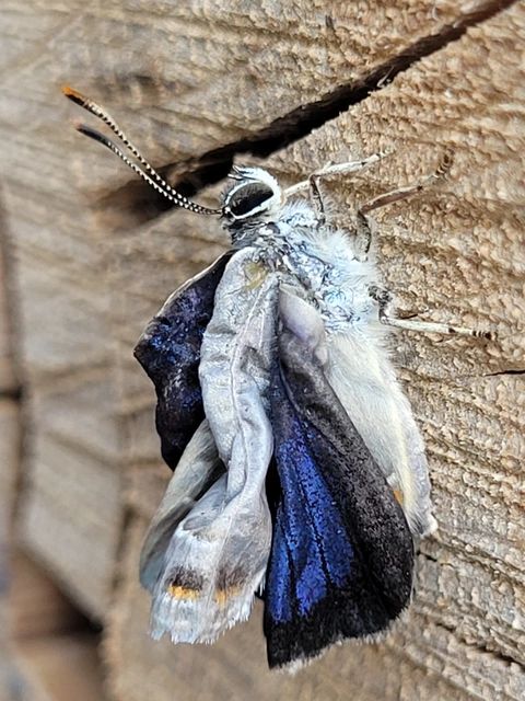 Neozephyrus quercus - tölgyfalepke
