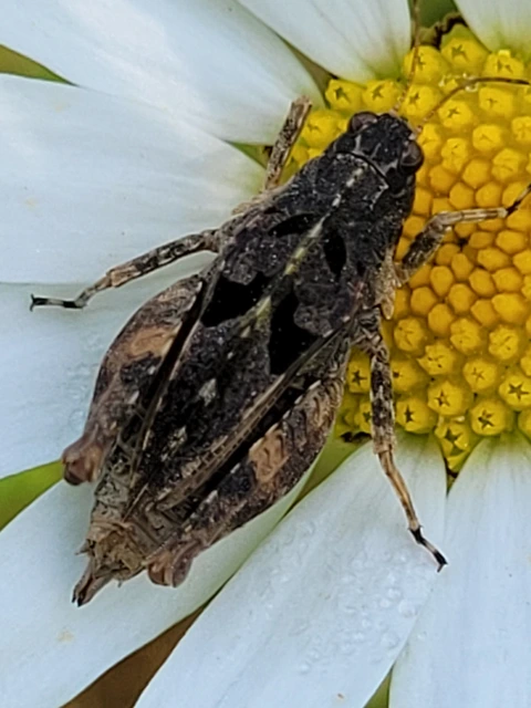 Tetrix tenuicornis - vékonycsápú tövishátúsáska