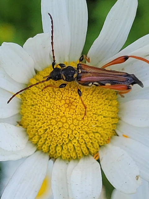 Stenopterus rufus - tarkacsápú keskenyfedőscincér