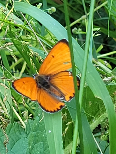 Lycaena dispar rutilus - nagy tűzlepke
