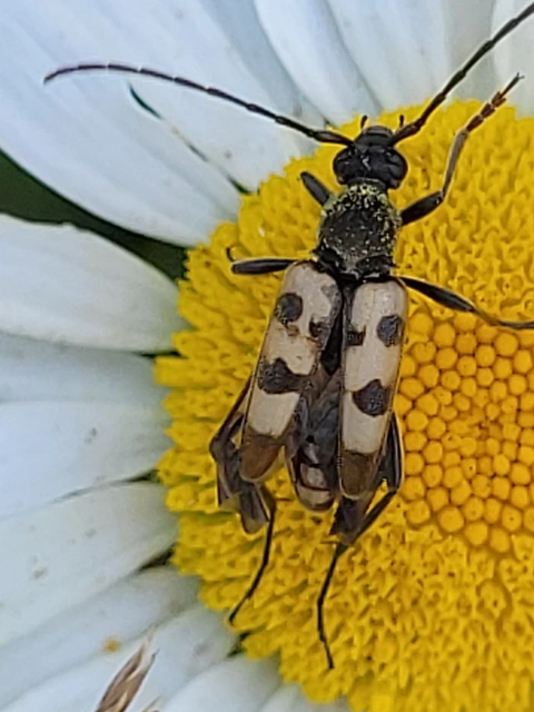 Pachytodes erraticus - rajzos virágcincér