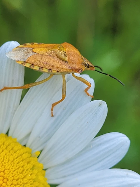 Carpocoris Carpocoris