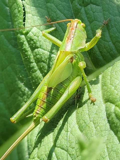 Tettigonia viridissima - zöld lombszöcske