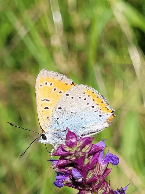 Lycaena dispar rutilus - nagy tűzlepke