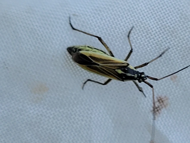 Leptopterna