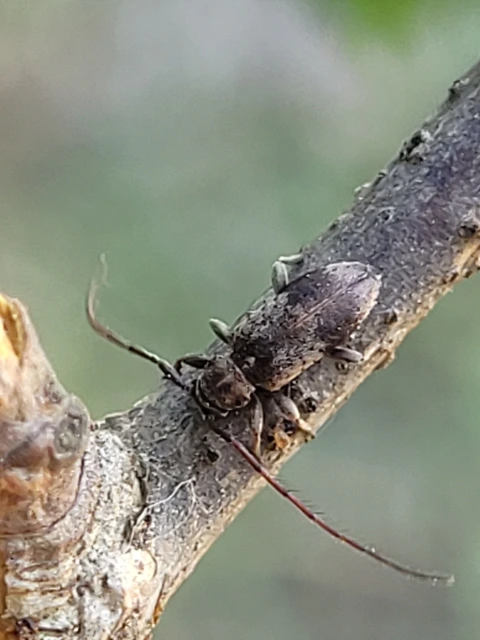 Exocentrus punctipennis - szilfa-rőzsecincér