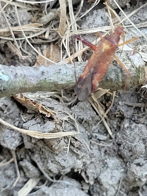Phytocoris