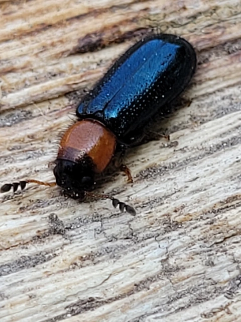 Dermestoides sanguinicollis - hengeres szúfarkas