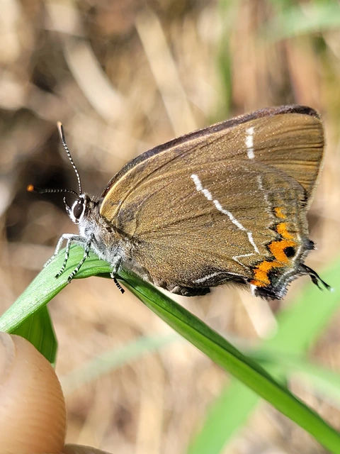 Satyrium w-album - szilfa-csücsköslepke