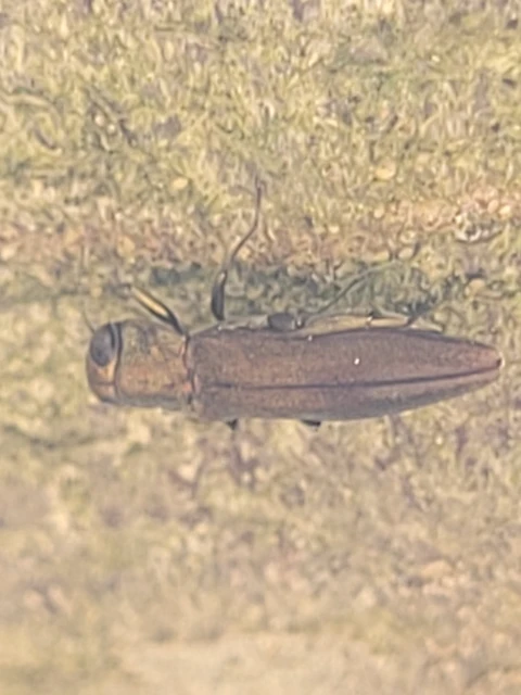 Agrilus hastulifer - ólmosfényű karcsúdíszbogár
