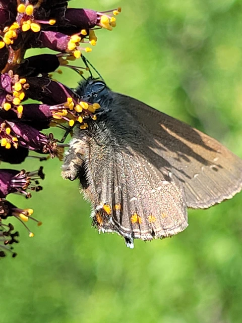 Satyrium ilicis - tölgyfa-csücsköslepke