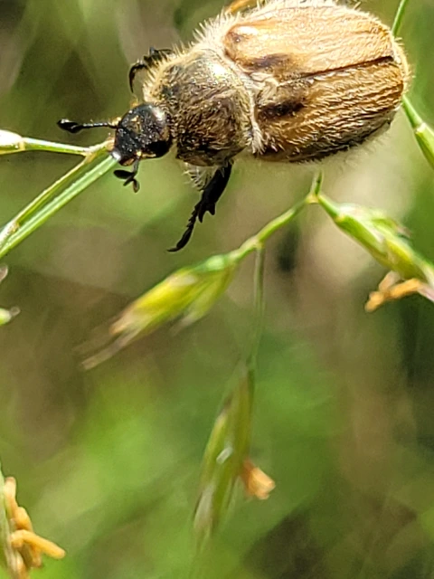 Chaetopteroplia segetum - rozsszipoly