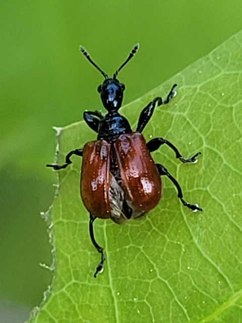 Compsapoderus erythropterus - füzike-levélsodró
