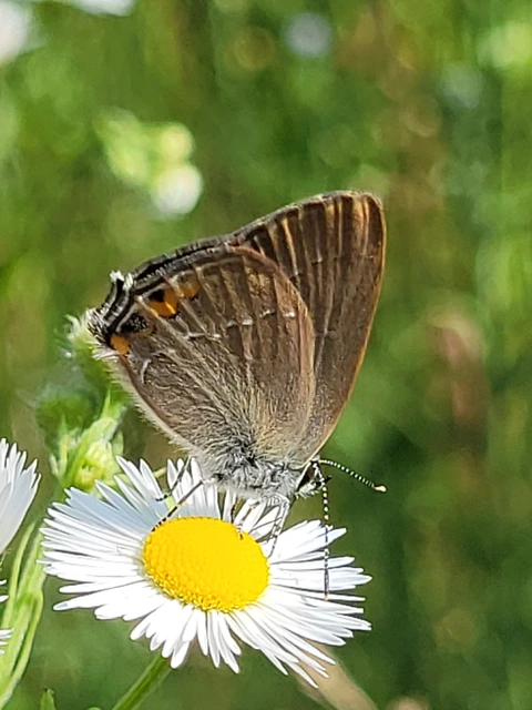 Satyrium acaciae - akác-csücsköslepke
