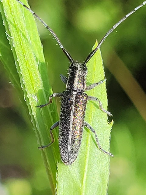Agapanthia cardui - sávos bogáncscincér