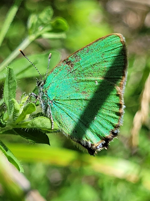 Callophrys rubi - zöldfonákú lepke