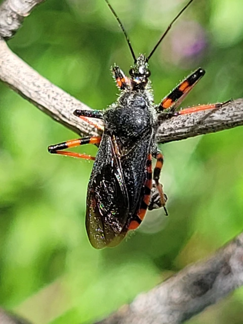 Rhynocoris annulatus - gyűrűslábú gyilkospoloska