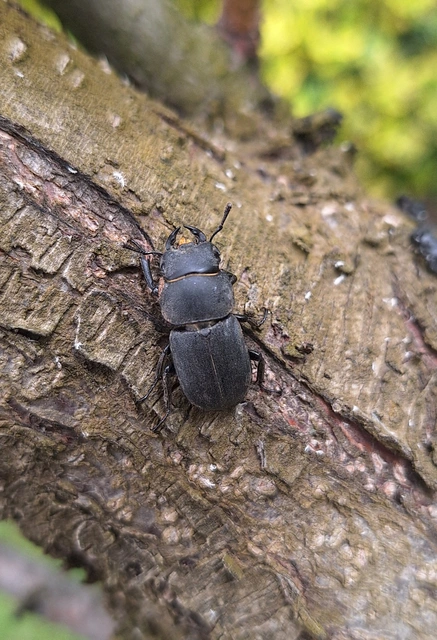 Dorcus parallelipipedus - kis szarvasbogár