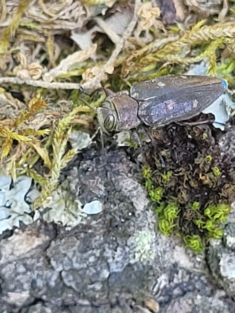 Chrysobothris affinis - aranypettyes díszbogár