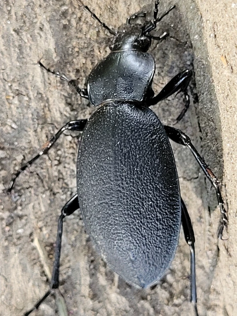 Carabus coriaceus - bőrfutrinka