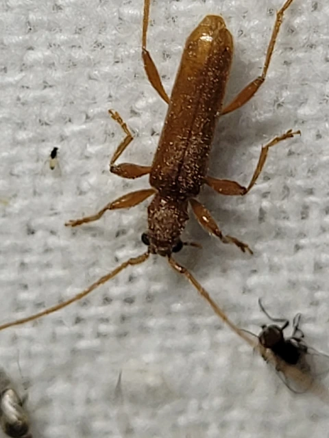 Axinopalpis gracilis - kecses selymescincér