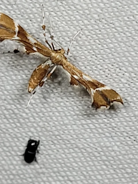 Cnaemidophorus rhododactyla - rózsabogyó-tollasmoly