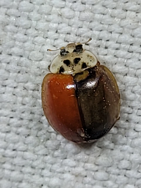 Harmonia axyridis - harlekinkatica