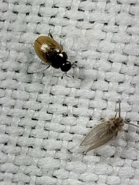 Cercyon melanocephalus - háromszögfoltos iszapcsiborka Cercyon melanocephalus - háromszögfoltos iszapcsiborka