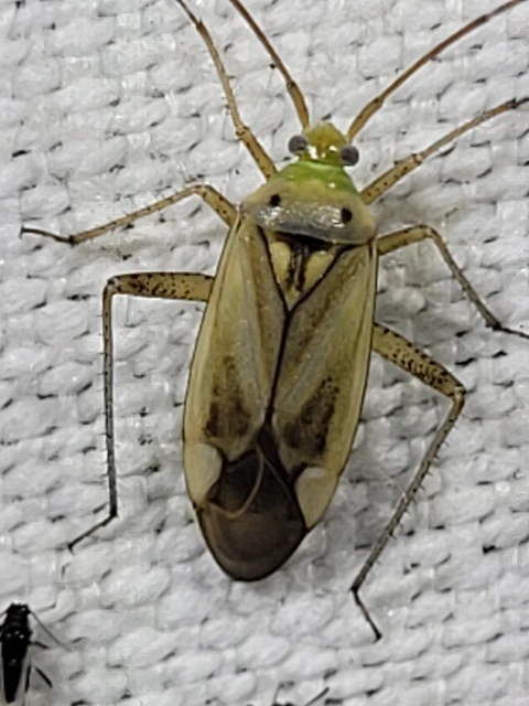 Adelphocoris lineolatus - lucernapoloska