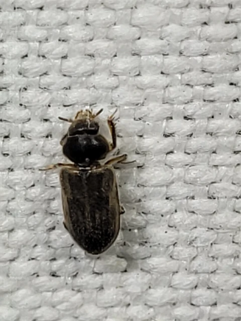 Heterocerus
