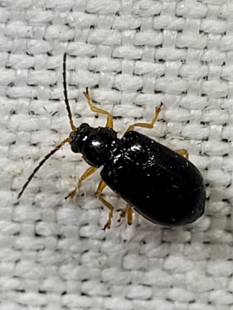 Luperus xanthopoda - sárgalábú szillevelész