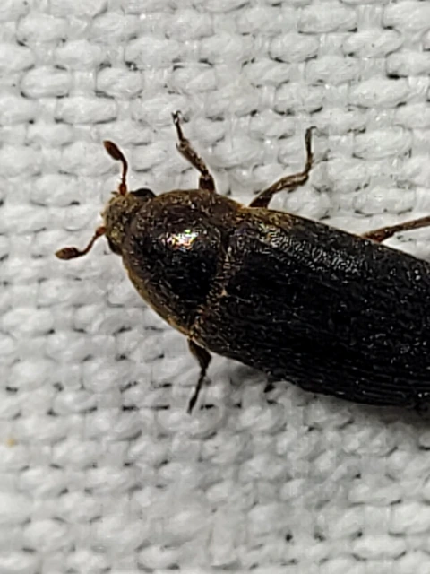 Dermestes bicolor - fészeklakó porva Dermestes bicolor - fészeklakó porva