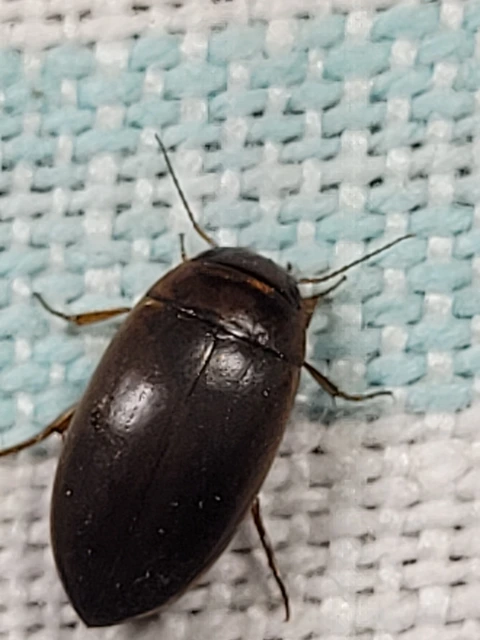 Colymbetes fuscus - gyakori recéscsíkbogár