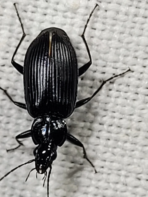 Agonum lugens - mocsári kisfutó Agonum lugens - mocsári kisfutó