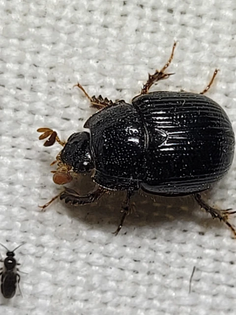 Odonteus armiger - mozgószarvú álganéjtúró