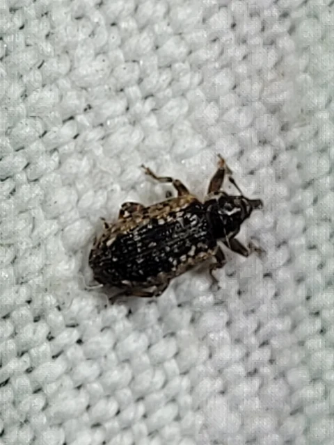 Dorytomus