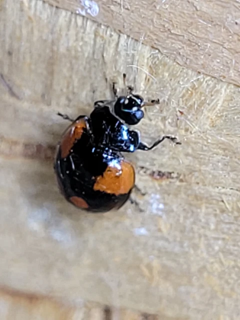 Adalia bipunctata - kétpettyes katica