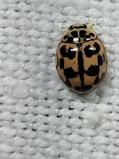 Oenopia conglobata - rózsás katica