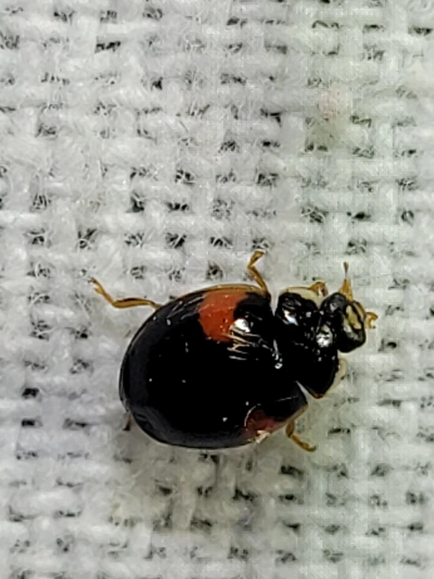 Adalia decempunctata - tízpettyes katica
