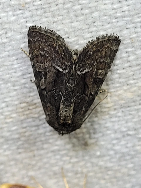 Oligia strigilis/latruncula/versicolor