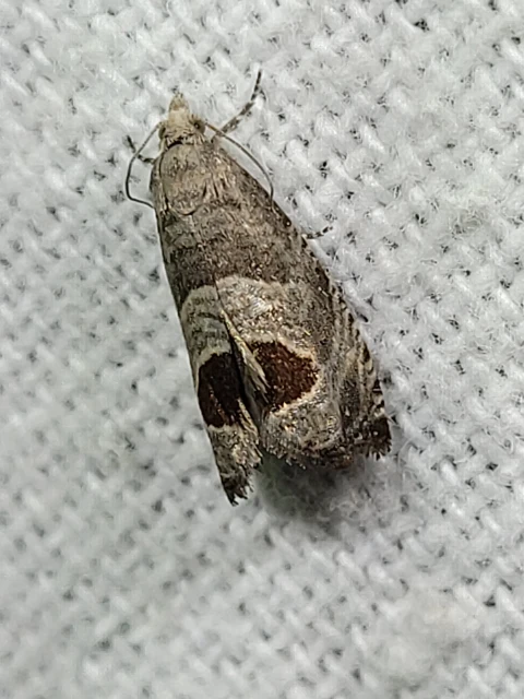 Notocelia uddmanniana - málnasodró tükrösmoly