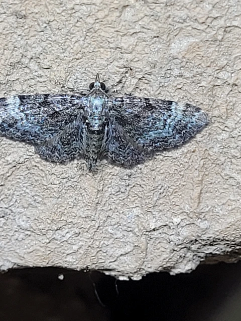 Pasiphila rectangulata - almavirág-araszoló