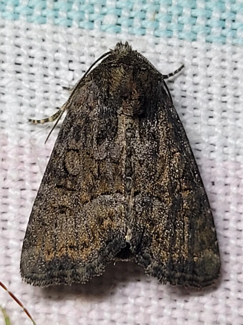 Oligia strigilis/latruncula/versicolor
