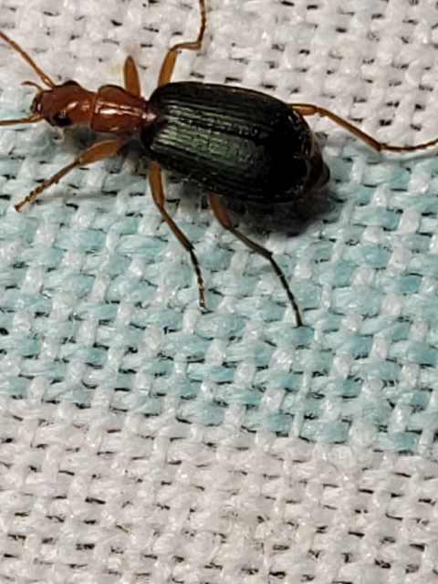 Brachinus