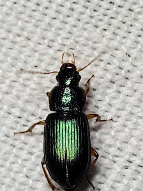 Ophonus azureus - azúrkék bársonyfutó