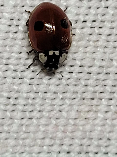 Adalia bipunctata - kétpettyes katica