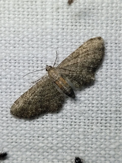 Eupithecia haworthiata - rozsdástestű törpearaszoló
